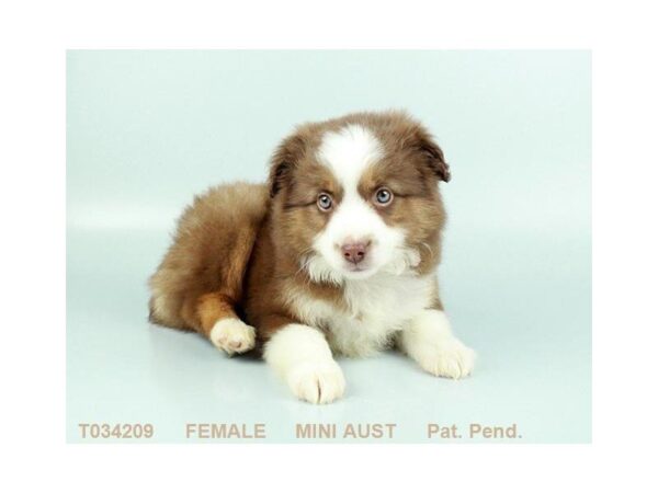 Miniature Australian Shepherd DOG Female RD:WH MKGS TAN PTS 3082 Petland Mall of Georgia