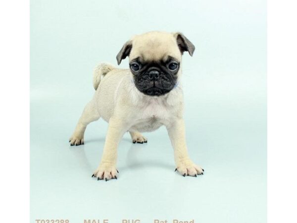 Pug DOG Male FN 2999 Petland Mall of Georgia