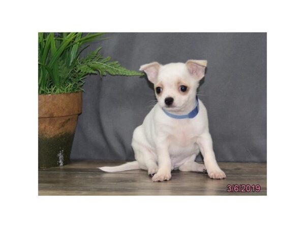 Chihuahua DOG Male White 3060 Petland Mall of Georgia