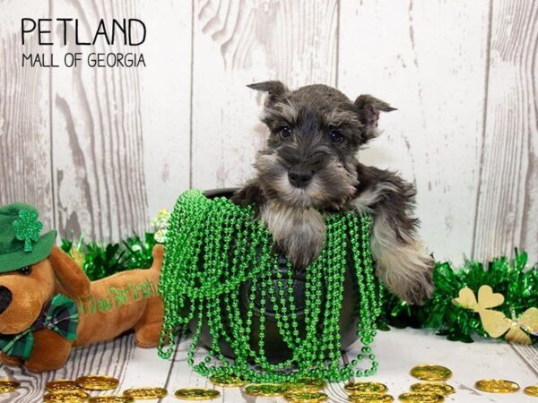 Miniature Schnauzer DOG Female Salt / Pepper 3067 Petland Mall of Georgia