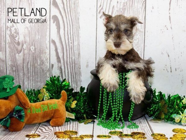 Miniature Schnauzer DOG Male Salt / Pepper 3066 Petland Mall of Georgia