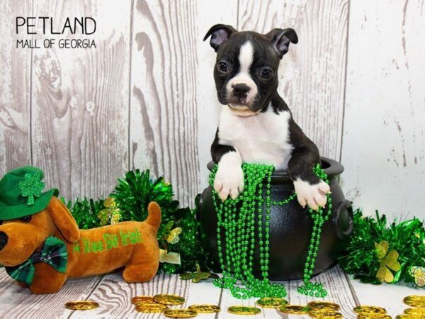 Boston Terrier DOG Male Black / White 3063 Petland Mall of Georgia