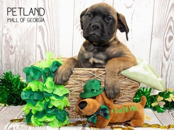 Bull Mastiff-DOG-Female-Apricot-3057-Petland Mall of Georgia