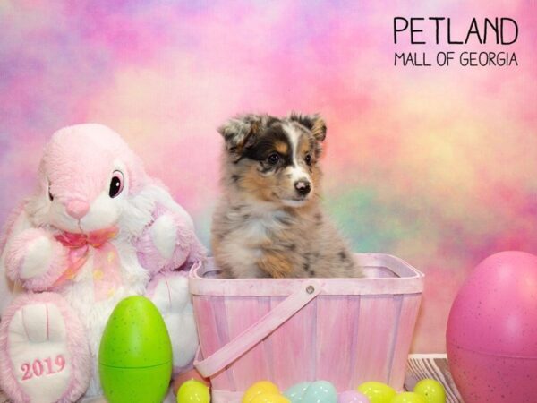 Miniature Australian Shepherd DOG Female Blue Merle 3100 Petland Mall of Georgia