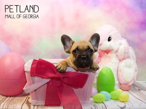 French Bulldog DOG Female fn 3161 Petland Mall of Georgia