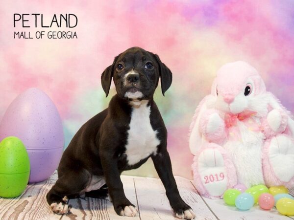 Boxer-DOG-Female-BRDL:WH MKGS-3151-Petland Mall of Georgia