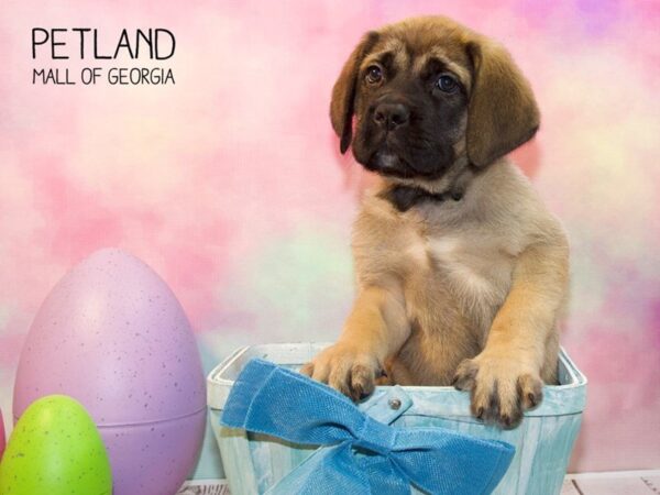 English Mastiff-DOG-Male-FN:BLK MSK-3150-Petland Mall of Georgia