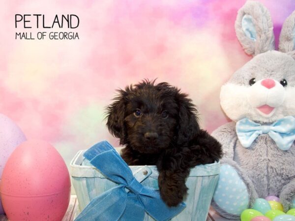 Aussie Poo DOG Male Black 3148 Petland Mall of Georgia