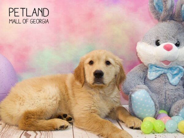 Golden Retriever DOG Male Golden 3146 Petland Mall of Georgia