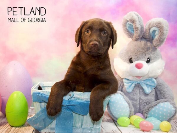 Labrador Retriever DOG Male Chocolate 3140 Petland Mall of Georgia