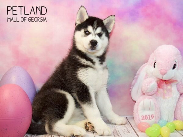 Siberian Husky DOG Female Black / White 3135 Petland Mall of Georgia