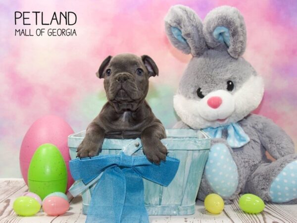 French Bulldog DOG Male Blue 3193 Petland Mall of Georgia