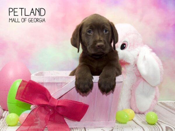 Labrador Retriever DOG Female Chocolate 3191 Petland Mall of Georgia