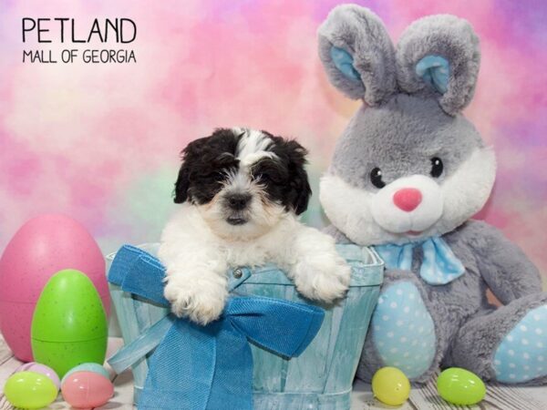 Shihpoo-DOG-Male-Blk White-3183-Petland Mall of Georgia