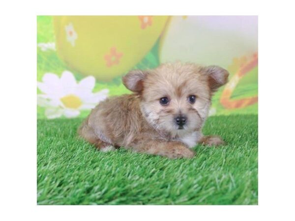 Yorkiepoo DOG Female Sable 3206 Petland Mall of Georgia