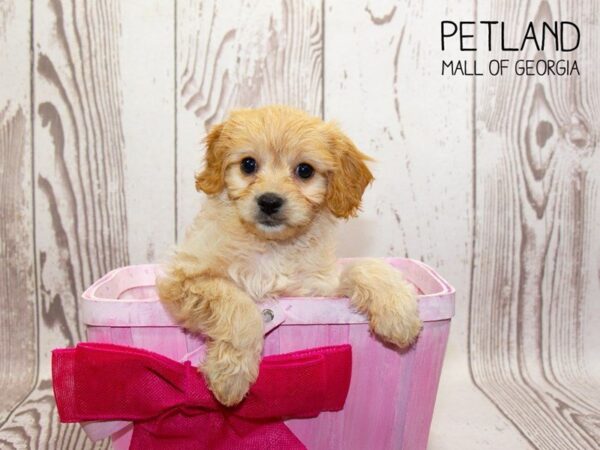 Cavachon DOG Female wh & br 3252 Petland Mall of Georgia