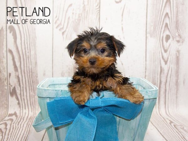 Yorkshire Terrier DOG Male blk & tn 3250 Petland Mall of Georgia