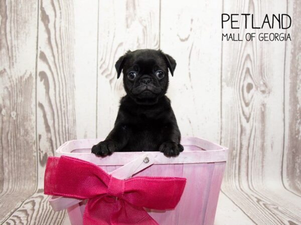 Pug DOG Female Black 3236 Petland Mall of Georgia