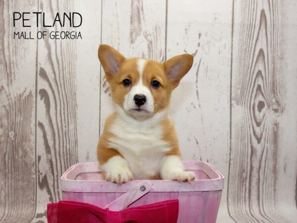 Pembroke Welsh Corgi DOG Female Brown White 3235 Petland Mall of Georgia