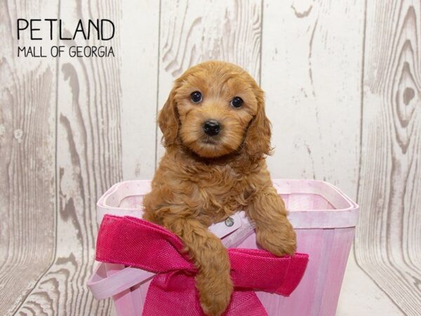 Miniature Goldendoodle 2nd Gen DOG Female Red 3230 Petland Mall of Georgia