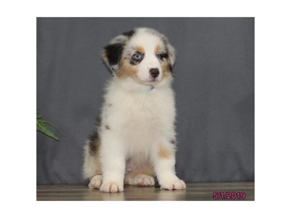 Australian Shepherd DOG Male Blue Merle 3259 Petland Mall of Georgia