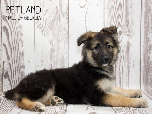 German Shepherd DOG Female Black and Tan 3276 Petland Mall of Georgia