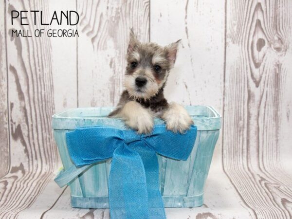 Miniature Schnauzer DOG Male Salt / Pepper 3263 Petland Mall of Georgia