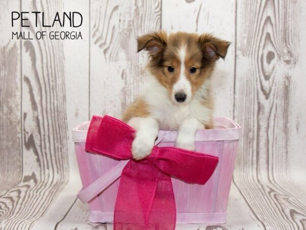 Shetland Sheepdog DOG Female Sable / White 3260 Petland Mall of Georgia