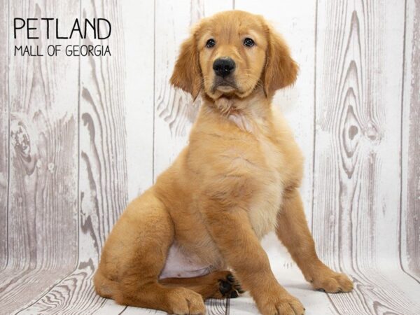 Golden Retriever DOG Male Red 3257 Petland Mall of Georgia