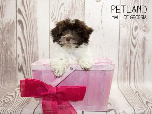 Havanese DOG Female br & wh 3246 Petland Mall of Georgia