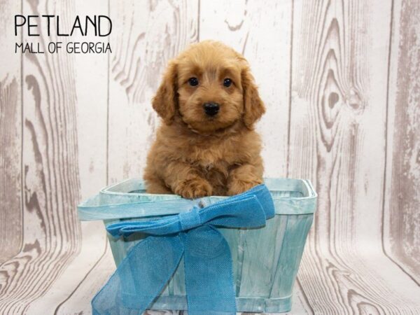 Miniature Goldendoodle 2nd Gen DOG Male Red 3243 Petland Mall of Georgia