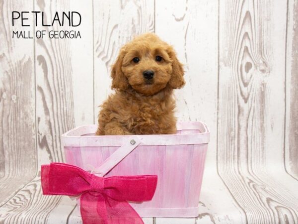 Miniature Goldendoodle 2nd Gen DOG Female Red 3242 Petland Mall of Georgia