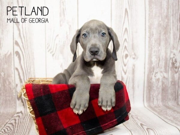 Great Dane DOG Male Gray 3281 Petland Mall of Georgia