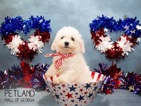 Bichon Frise DOG Female White 3309 Petland Mall of Georgia