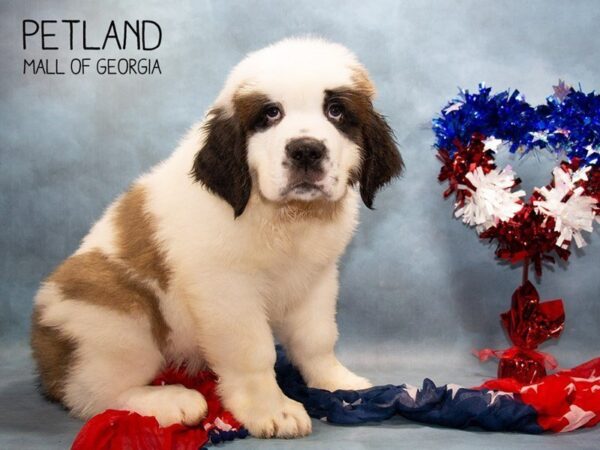 Saint Bernard DOG Male Sable / White 3298 Petland Mall of Georgia