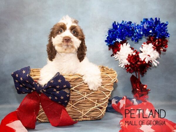 Cockapoo DOG Male White / Chocolate 3327 Petland Mall of Georgia