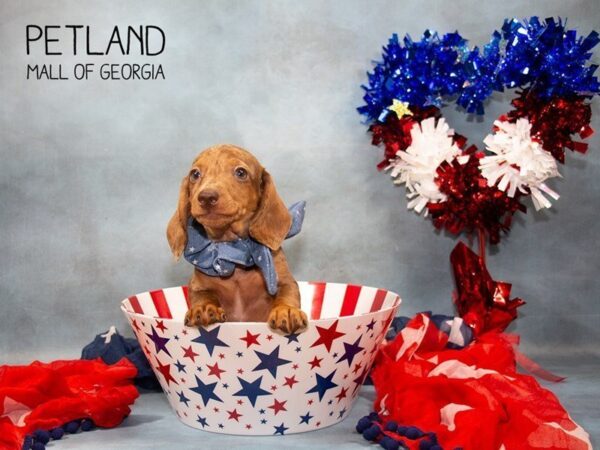 Dachshund DOG Male Chocolate 3324 Petland Mall of Georgia