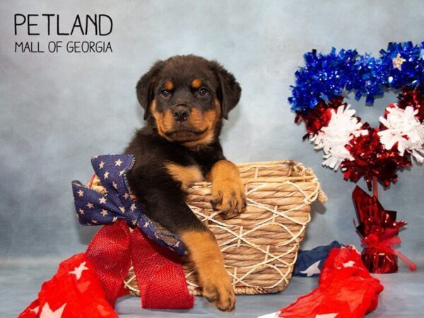 Rottweiler-DOG-Male-Black / Tan-3321-Petland Mall of Georgia