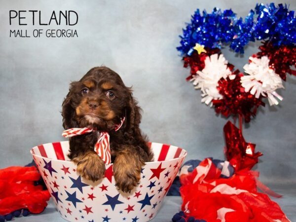 Cocker Spaniel DOG Female Chocolate / Tan 3317 Petland Mall of Georgia