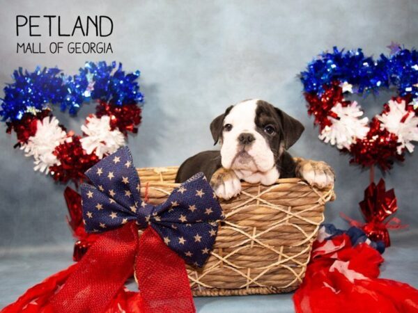 English Bulldog DOG Male BLK & WH:BRDL MKGS 3315 Petland Mall of Georgia