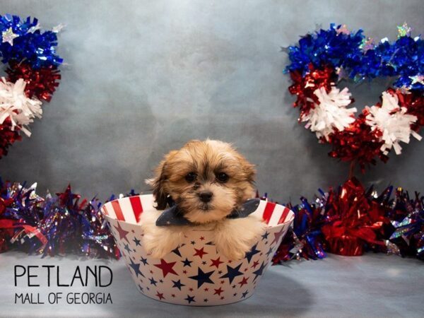 Teddy Bear DOG Male Brown / White 3348 Petland Mall of Georgia