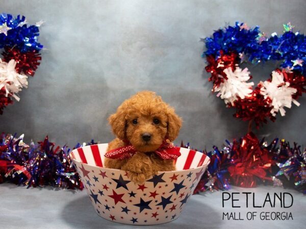 Miniature Poodle DOG Male RED 3335 Petland Mall of Georgia