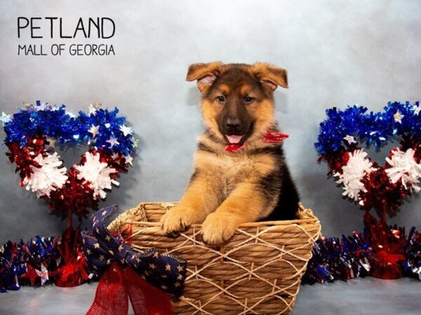 German Shepherd Dog DOG Male Black / Tan 3368 Petland Mall of Georgia