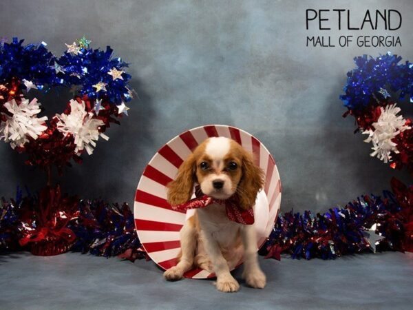 Cavalier King Charles Spaniel DOG Female Blenheim 3367 Petland Mall of Georgia