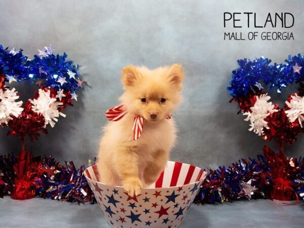 Pomeranian DOG Male Tan 3362 Petland Mall of Georgia