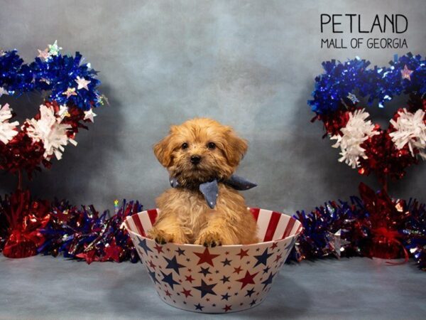 Yorkiepoo DOG Male Brown 3361 Petland Mall of Georgia