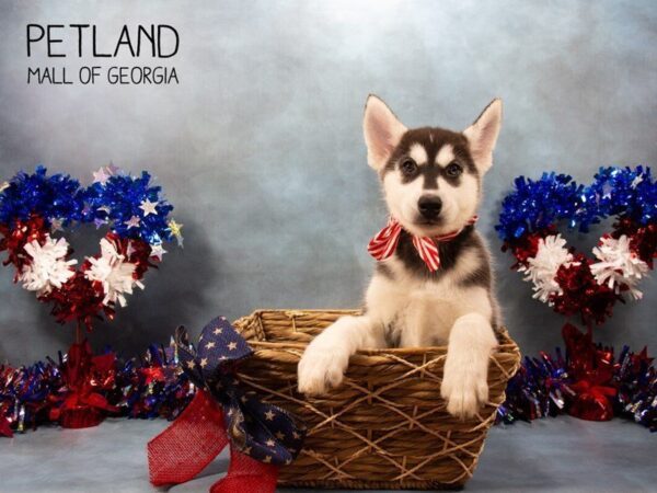 Siberian Husky DOG Female Black / White 3355 Petland Mall of Georgia