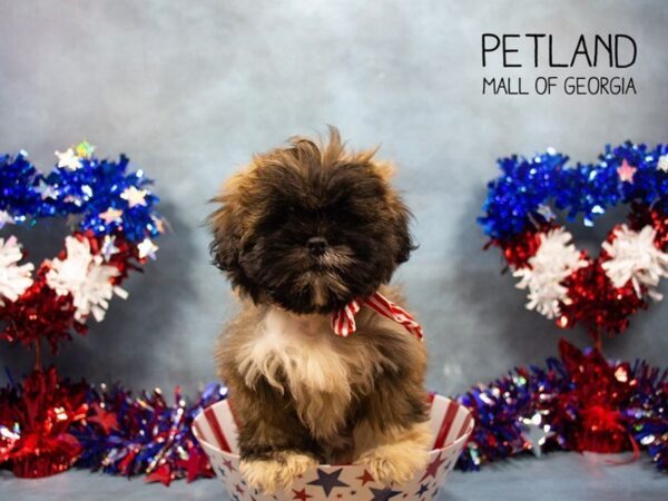 Lhasa Apso DOG Male Red Sable 3353 Petland Mall of Georgia