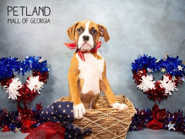 Boxer-DOG-Male-Fawn / White-3394-Petland Mall of Georgia