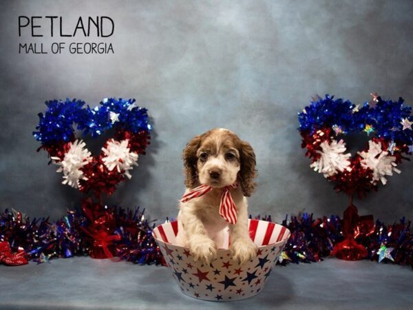 Cocker Spaniel DOG Female CHOC MERLE 3383 Petland Mall of Georgia